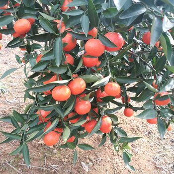 紅美人柑橘基地直供適合四川樂山種植發展晚熟世紀紅柑橘苗